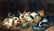 unknow artist Rabbits 116 oil painting on canvas